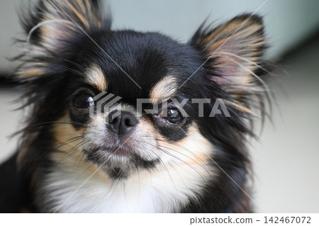 tiny black and brown furry dog in home, cute chihuahua canine 142467072