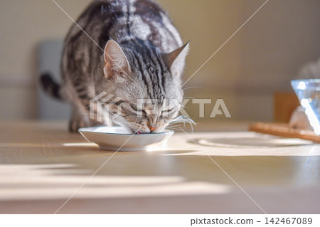 A cat eating its food with its nose wrinkled in excitement. A cat eating its food with its nose wrinkled in excitement. 142467089