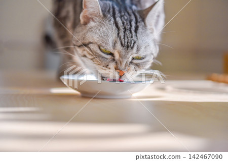 A cat eating its food with its nose wrinkled in excitement. A cat eating its food with its nose wrinkled in excitement. 142467090