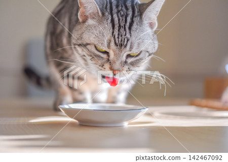 A cat eating its food with its nose wrinkled in excitement. A cat eating its food with its nose wrinkled in excitement. 142467092