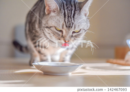 A cat eating its food with its nose wrinkled in excitement. A cat eating its food with its nose wrinkled in excitement. 142467093