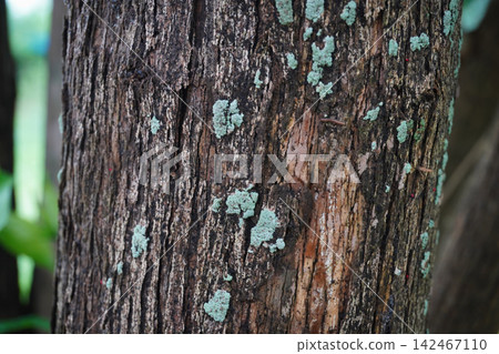 Natural tree bark texture with pale green lichen growing on rough wooden trunk Natural tree bark texture with pale green lichen growing on rough wooden trunk 142467110