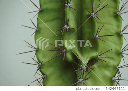 Close up of dark green cactus stem with sharp brown thorns against minimal neutral wall Close up of dark green cactus stem with sharp brown thorns against minimal neutral wall 142467111