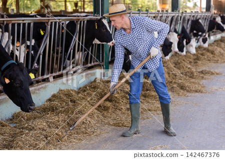 Man arranging hay for feeding cows in outdoor stable Man arranging hay for feeding cows in outdoor stable 142467376