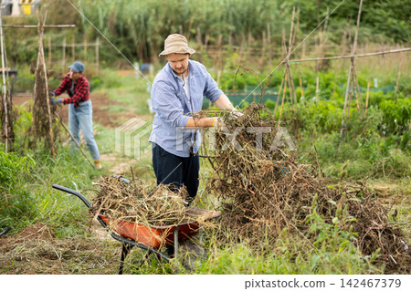 Male gardener places dry tops in wheelbarrow for disposal Male gardener places dry tops in wheelbarrow for disposal 142467379