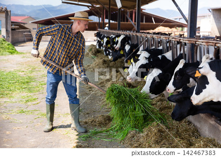 Portrait of male farm worker feeding cows Portrait of male farm worker feeding cows 142467383