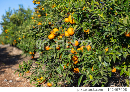 Ripe tangerines on trees Ripe tangerines on trees 142467408