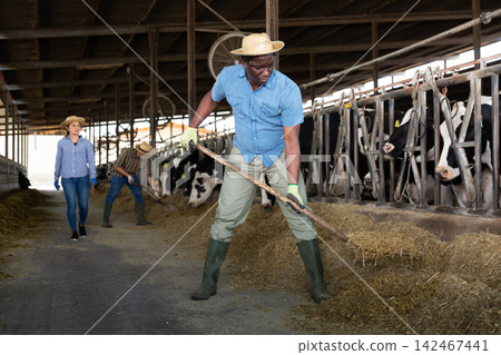 Group of proffesional farmers working on dairy farm 142467441