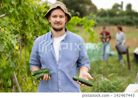 Middle-aged man is working in garden between beds, picking ripe zucchini Middle-aged man is working in garden between beds, picking ripe zucchini 142467443