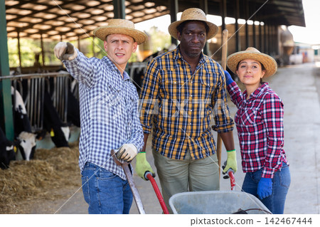 Thre proffesional farmers standing near cows at farm Thre proffesional farmers standing near cows at farm 142467444