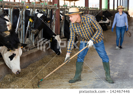 Portrait of male farmer working in cowshed Portrait of male farmer working in cowshed 142467446