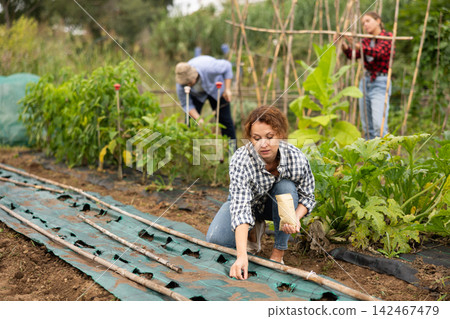 Woman is planting seeds in plastic bed Woman is planting seeds in plastic bed 142467479