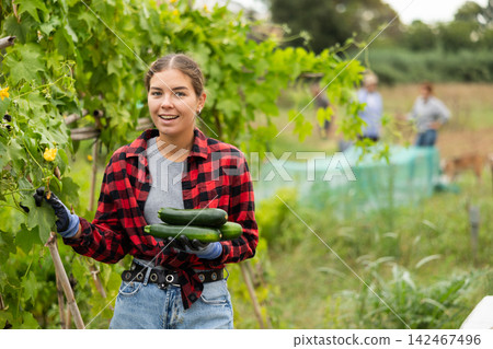 Young woman harvesting cucumbers with her family in field Young woman harvesting cucumbers with her family in field 142467496