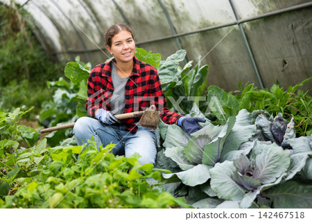 Farmer peasant woman works with garden plants in greenhouse Farmer peasant woman works with garden plants in greenhouse 142467518