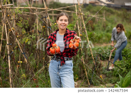 Portrait of happy farmer girl picking ripe red tomatoes. Concept of food self sufficiency Portrait of happy farmer girl picking ripe red tomatoes. Concept of food self sufficiency 142467594