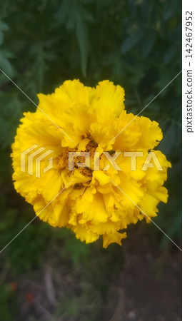 Landscape with marigold flowers Landscape with marigold flowers 142467952
