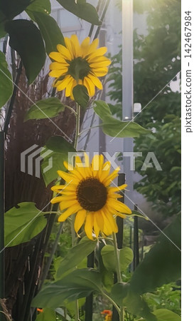 Sunflowering向日葵 Sunflowering向日葵 142467984