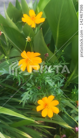 黃花 142467986