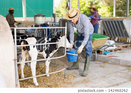 Cow breeder feeding small calves in cowshed Cow breeder feeding small calves in cowshed 142468262