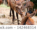A mother deer and her fawn nuzzle each other at Itsukushima Island. 142468314