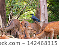 Crows coexisting with deer at Itsukushima Island 142468315