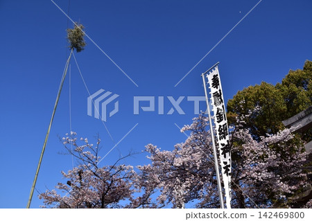 日本愛知縣犬山市:櫻花在湛藍的天空下盛開;來自晴綱神社的旗幟和節日用具;犬山祭早晨的景象。 日本愛知縣犬山市:櫻花在湛藍的天空下盛開;來自晴綱神社的旗幟和節日用具;犬山祭早晨的景象。 142469800