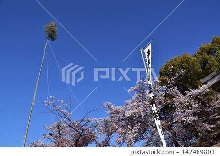 日本愛知縣犬山市:櫻花在湛藍的天空下盛開;來自晴綱神社的旗幟和節日用具;犬山祭早晨的景象。 日本愛知縣犬山市:櫻花在湛藍的天空下盛開;來自晴綱神社的旗幟和節日用具;犬山祭早晨的景象。 142469801