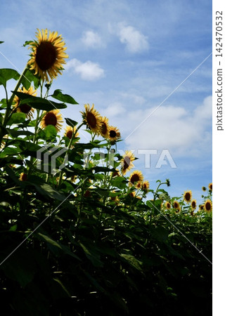 生長在夏天天空的向日葵 生長在夏天天空的向日葵 142470532
