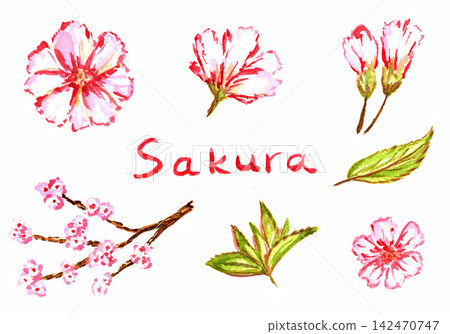 Hand drawn Watercolor tender spring floral set. Seasonal sakura blossom, cherry tree, pink light petals, buds, green leaves, branch, flowers. For the design of card, album, invitation, Hanami festival Hand drawn Watercolor tender spring floral set. Seasonal sakura blossom, cherry tree, pink light petals, buds, green leaves, branch, flowers. For the design of card, album, invitation, Hanami festival 142470747