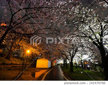 大阪京橋站和天滿橋附近的夜景和櫻花 大阪京橋站和天滿橋附近的夜景和櫻花 142470780
