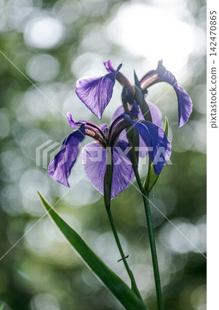 Silhouette of an iris flower against a white light background Silhouette of an iris flower against a white light background 142470865