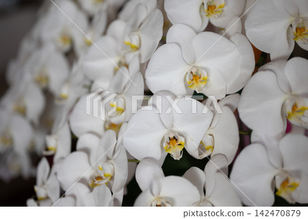 Close-up of neatly arranged white phalaenopsis orchid flowers. Close-up of neatly arranged white phalaenopsis orchid flowers. 142470879