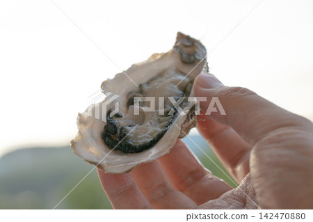 A raw oyster in its shell held in the hand, against a backlit landscape. A raw oyster in its shell held in the hand, against a backlit landscape. 142470880