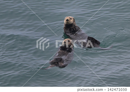 Sea otter #39 (Hokkaido) Sea otter #39 (Hokkaido) 142471030