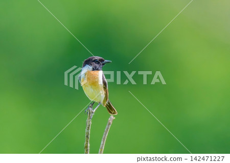 A male Siberian Stonechat perched against a backdrop of fresh green foliage. (Copy space) Wild birds 142471227