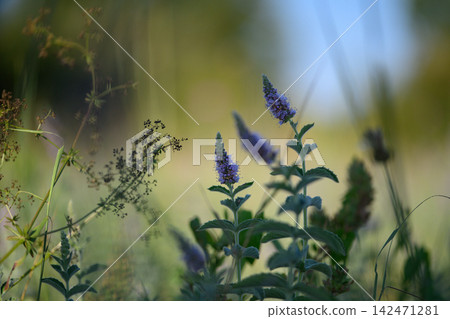 Purple mint flower spikes against blurred meadow Purple mint flower spikes against blurred meadow 142471281