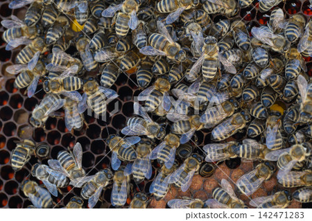 Dense cluster of honeybees on honeycomb with brood cells Dense cluster of honeybees on honeycomb with brood cells 142471283