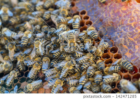 Bee colony covering comb with cool purple toned light Bee colony covering comb with cool purple toned light 142471285