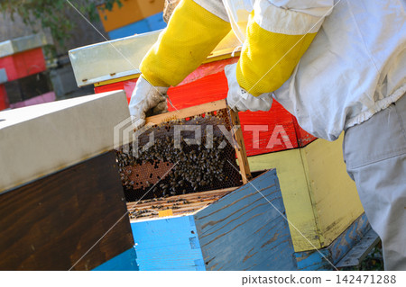 Gloved hands holding honeycomb frame over open hive Gloved hands holding honeycomb frame over open hive 142471288