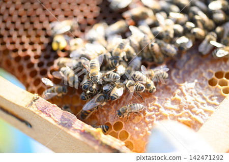 Honeybees on comb with soft blue and white background Honeybees on comb with soft blue and white background 142471292