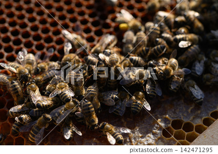 Dense mass of bees covering honeycomb frame edge Dense mass of bees covering honeycomb frame edge 142471295