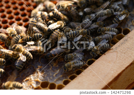 Bees clustered on comb near wooden frame corner. Queen bee visible Bees clustered on comb near wooden frame corner. Queen bee visible 142471298