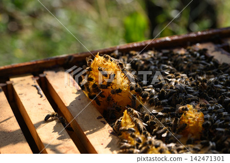 Open hive frame with bright wax comb and bees Open hive frame with bright wax comb and bees 142471301