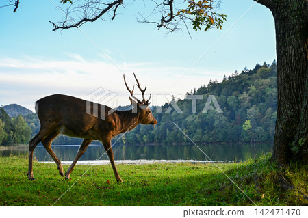 A magnificent Ezo deer with impressive antlers walks along the shore of Lake Chimikeppu, Hokkaido. A magnificent Ezo deer with impressive antlers walks along the shore of Lake Chimikeppu, Hokkaido. 142471470