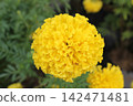 Yellow African marigold flower head in full bloom 142471481
