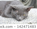 Grey short-haired cat resting on a terrazzo step 142471483