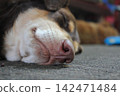 Close-up of a sleeping dog nose resting on the ground 142471484