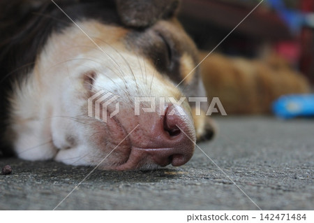 Close-up of a sleeping dog nose resting on the ground Close-up of a sleeping dog nose resting on the ground 142471484