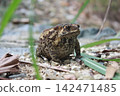 Asian common toad sitting on gravel ground 142471485