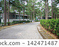 Paved road through a pine forest resort with modern villas 142471487